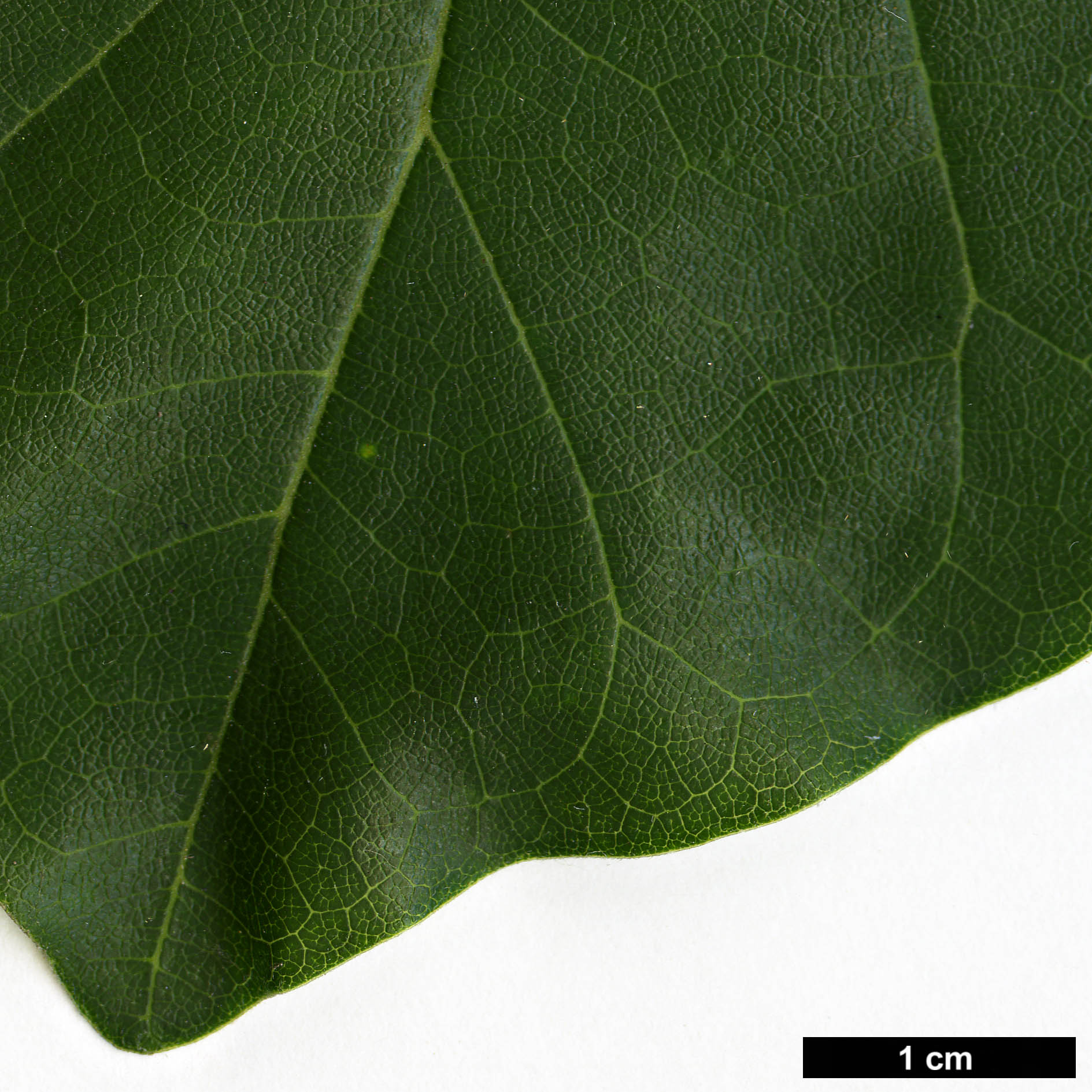 High resolution image: Family: Moraceae - Genus: Maclura - Taxon: tricuspidata